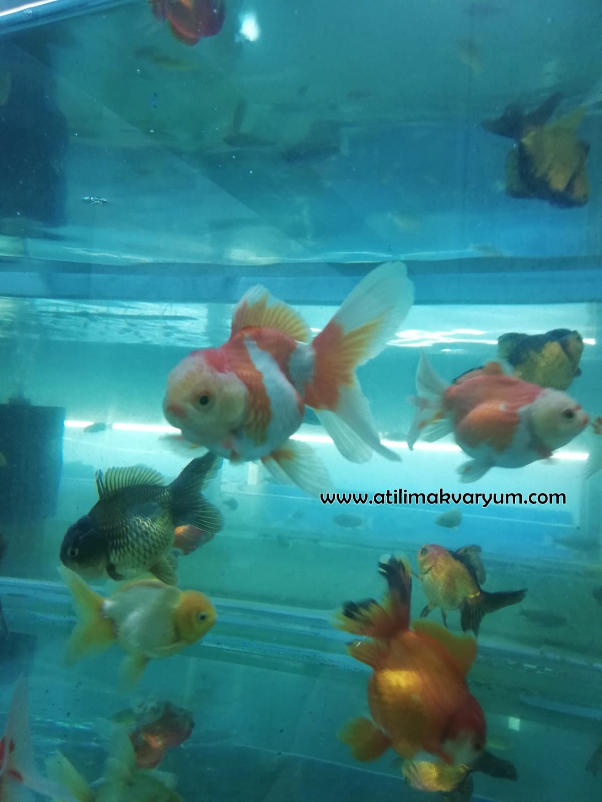 Oranda Japon 8-10 cm A KALİTE